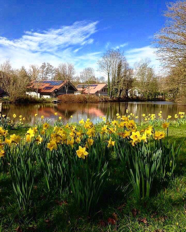 Lake in Spring