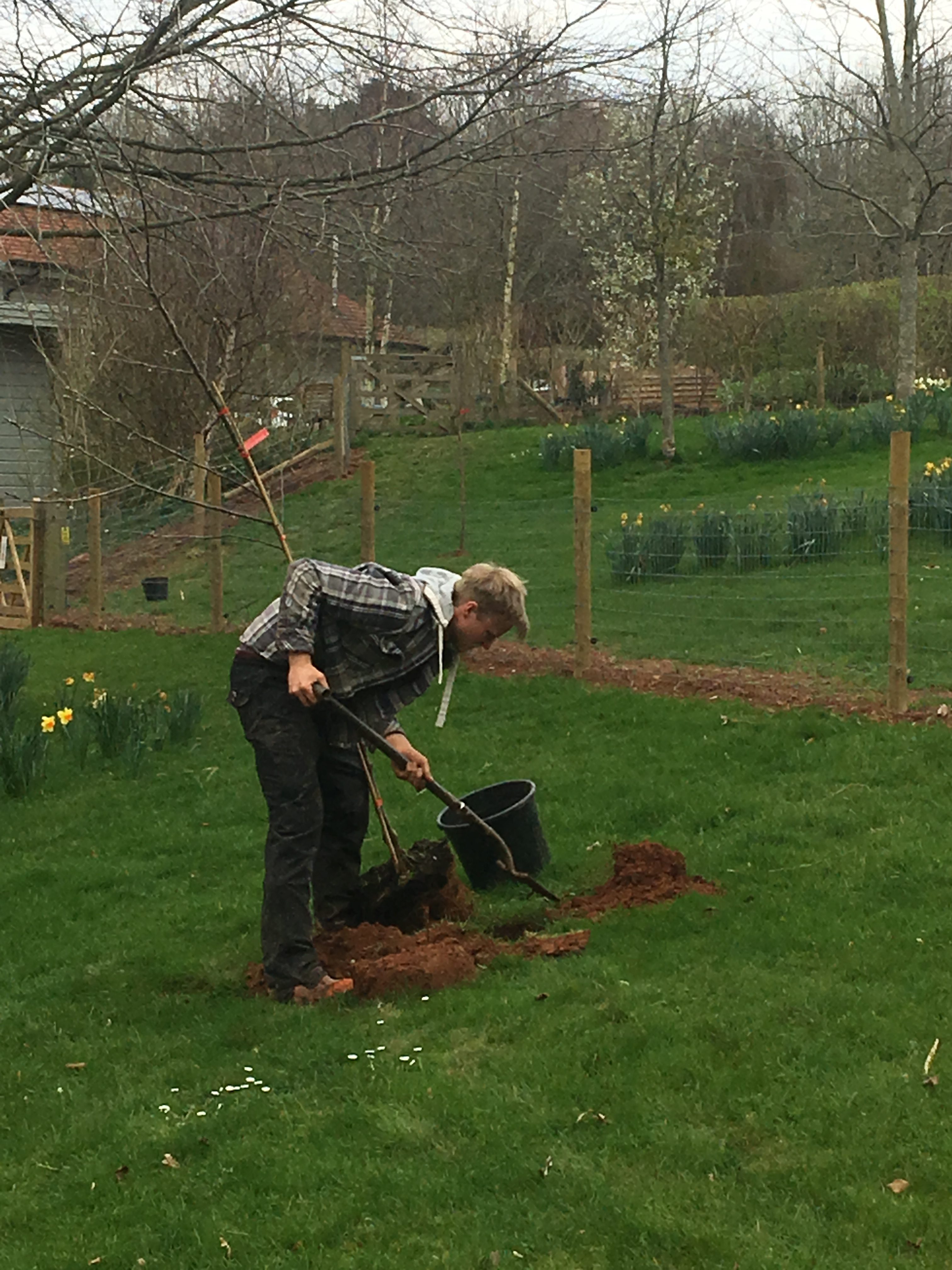 Joe hard at work planting the new orchard