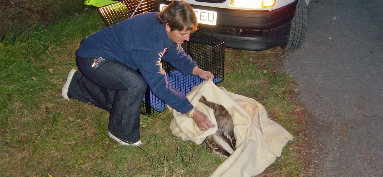 Badger rescue