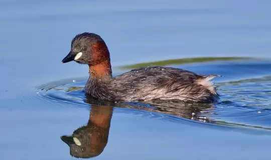 Its namesake, Little Grebe