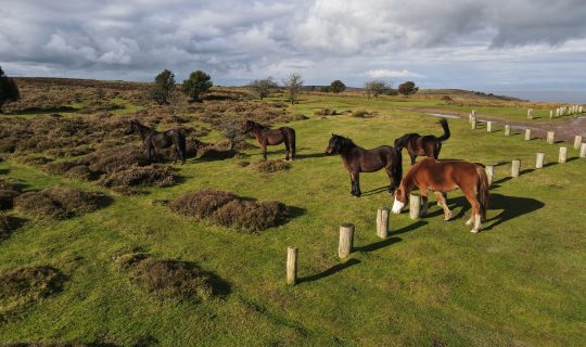 Wild Quantock Ponies